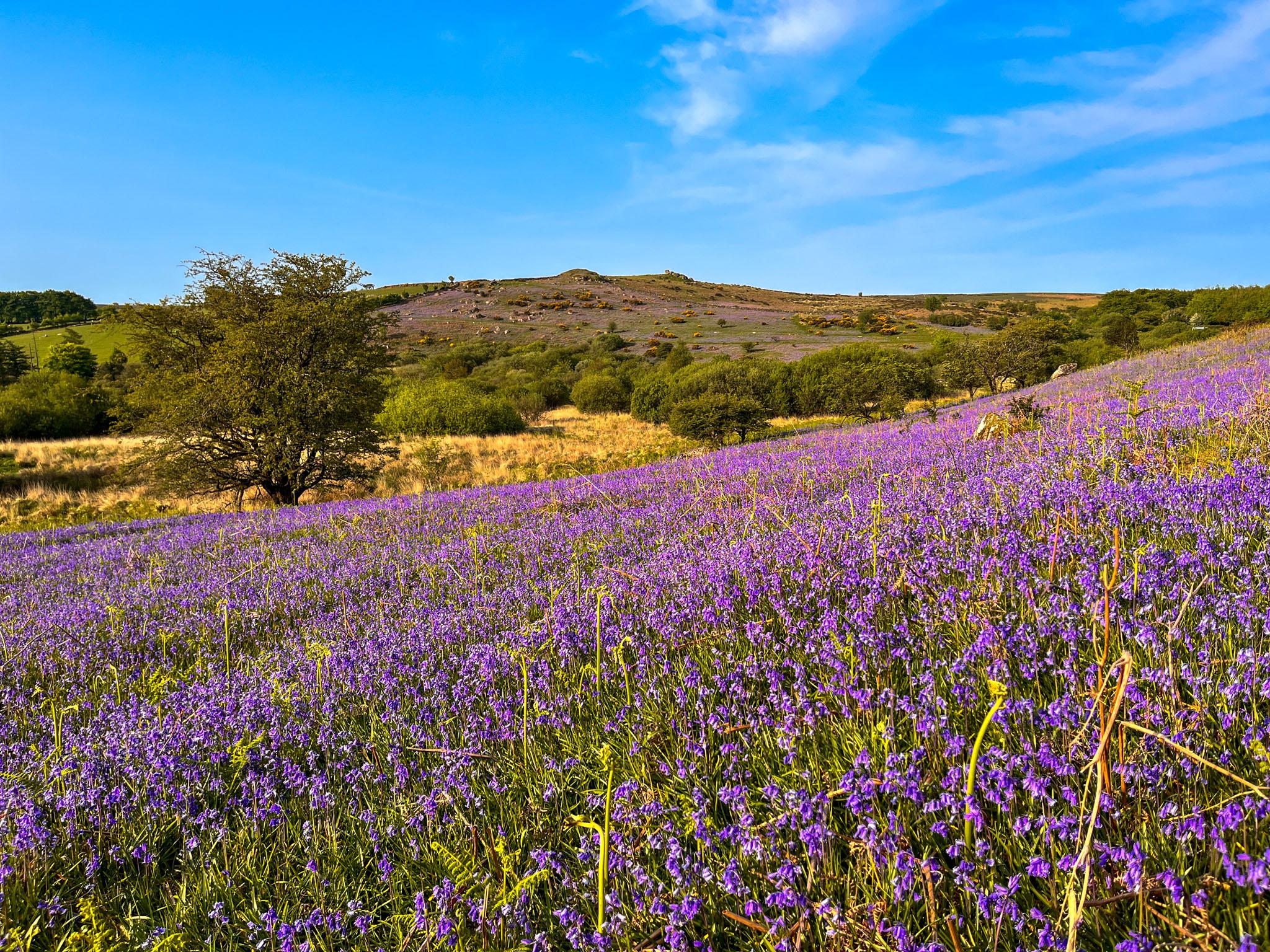 Things to do in Devon featured image of bluebells in Dartmoor.